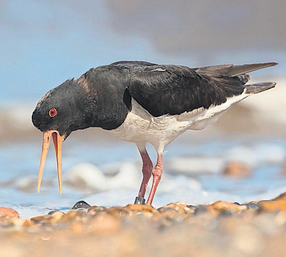 Bird charity finds Britain's oldest known oystercatchers in Norfolk