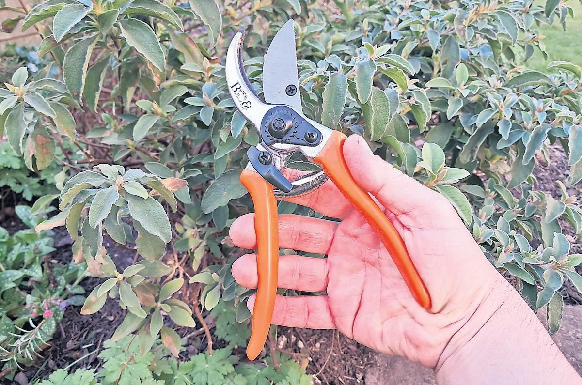 Secateurs that are a cut above the rest