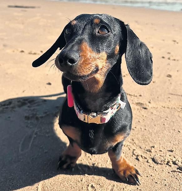 Valerie the dachshund found after 529 days on the run