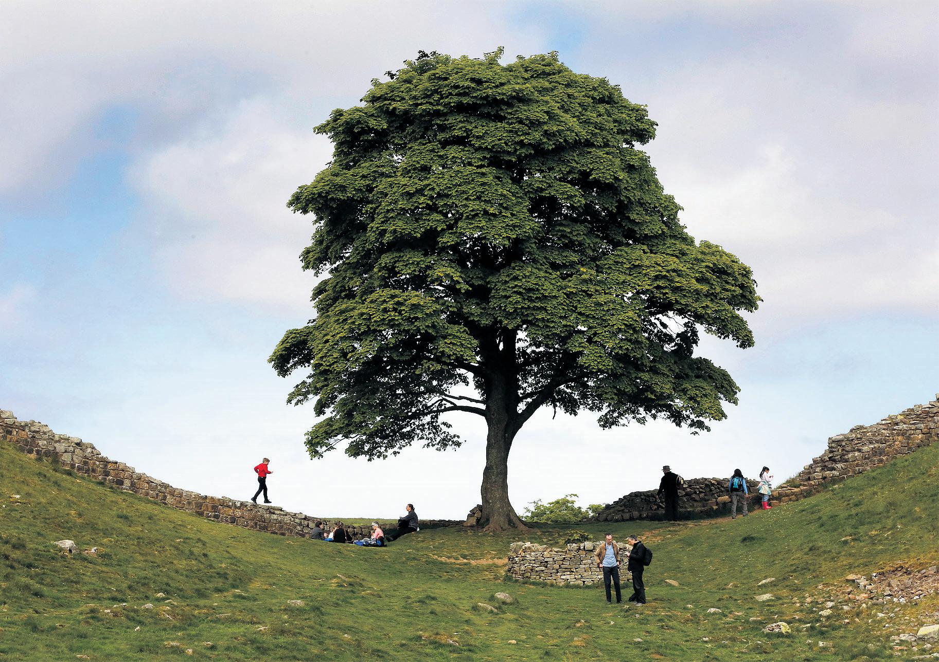 Jurors shown video of moment 'Sycamore Gap tree was felled'