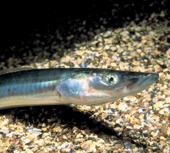 Ban on sand eel fishing in UK to stay despite EU's legal objection