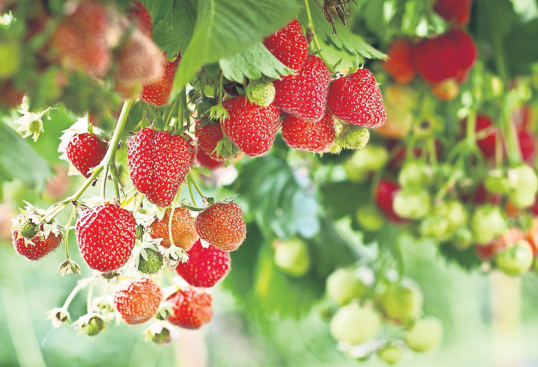 Very dry and sunny spring results in glut of fruit and vegetables