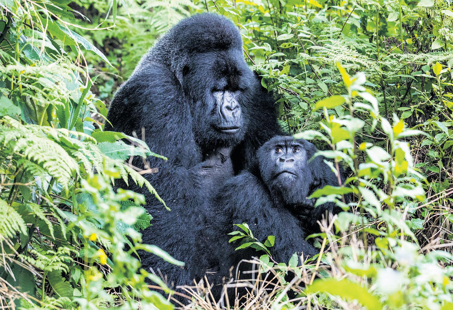 Gorilla study offers clues to pros and cons of social bonds