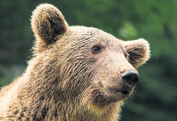 French hunter, 81, avoids prison after shooting endangered bear