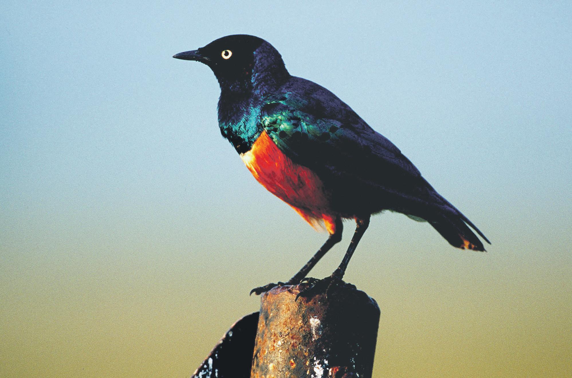Starlings form 'friendships' to aid breeding, study finds
