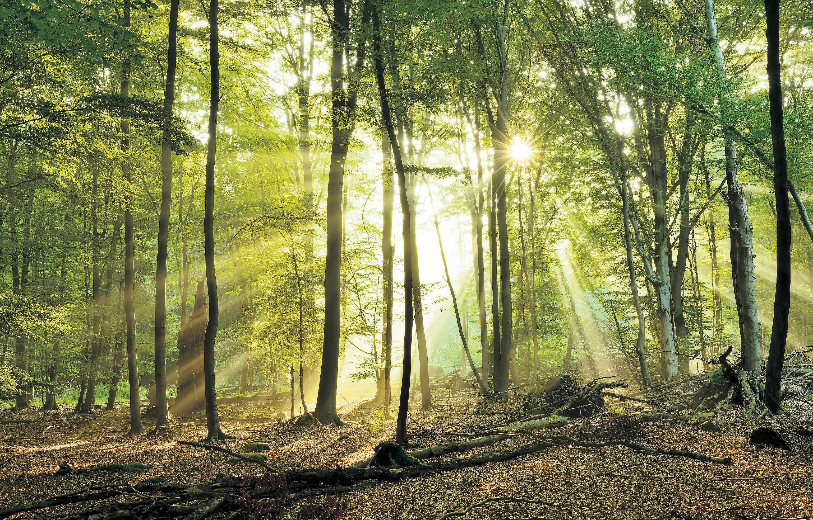 Plan for windfarm in 'fairytale forest' stokes energy culture war