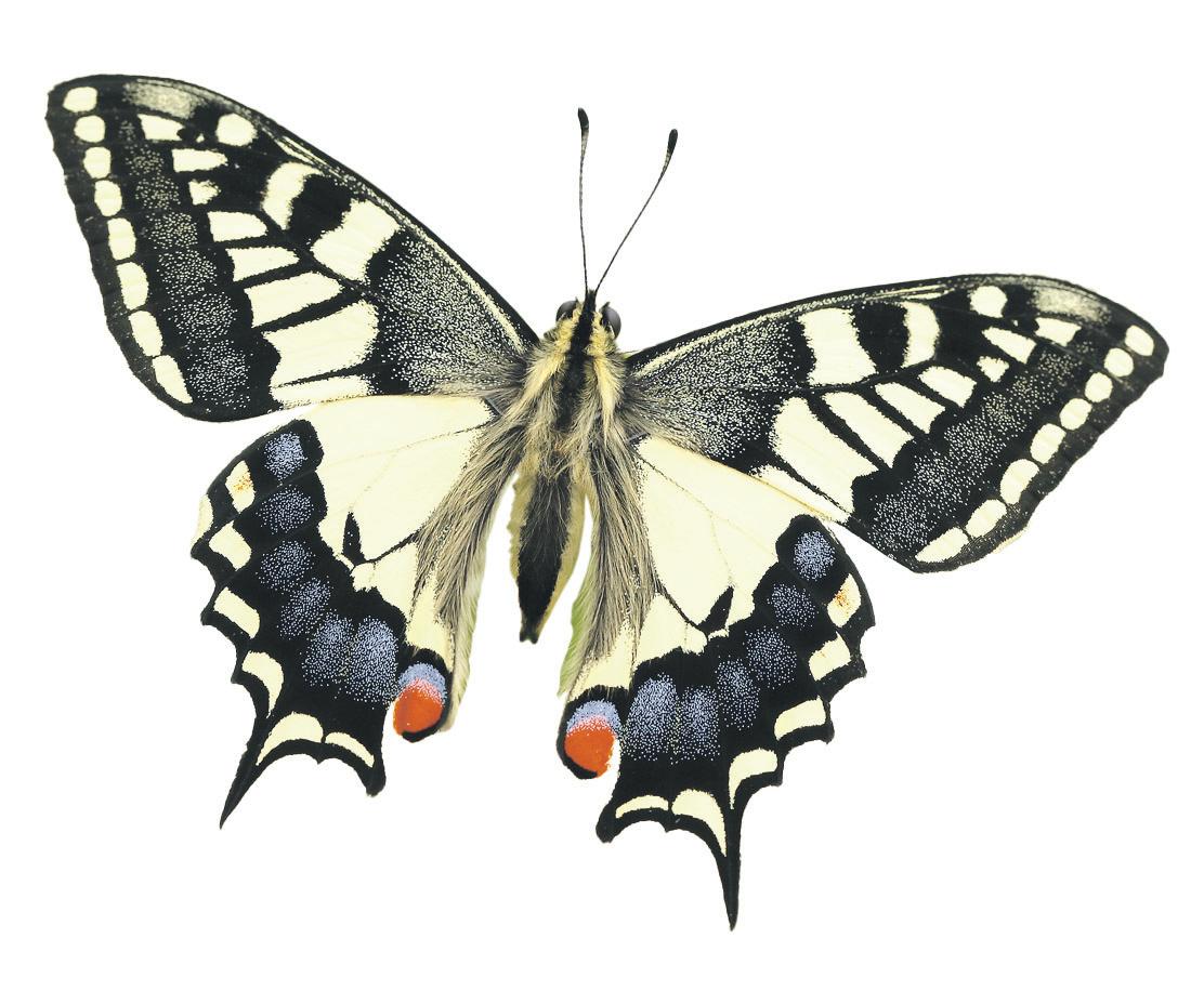 Butterflies Concern as climate crisis brings species out early