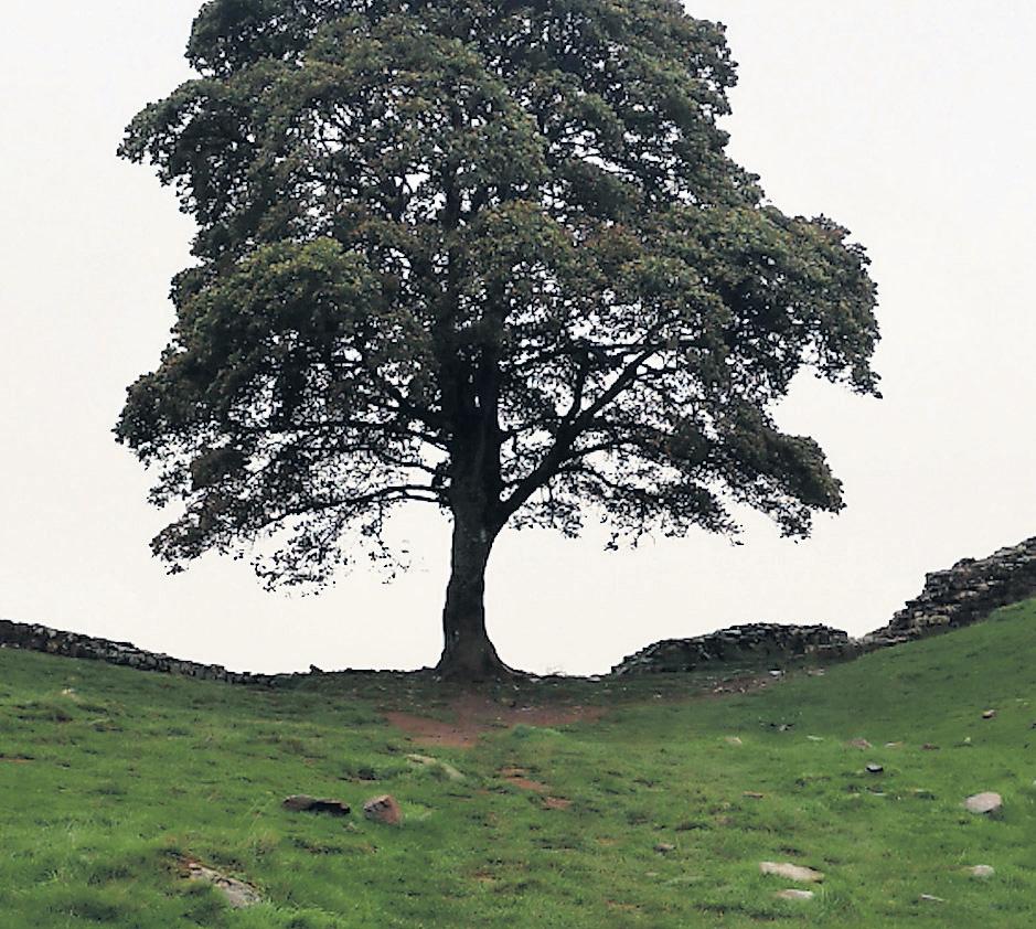 Jury finds two men guilty of felling Sycamore Gap tree in act of 'mindless thuggery'