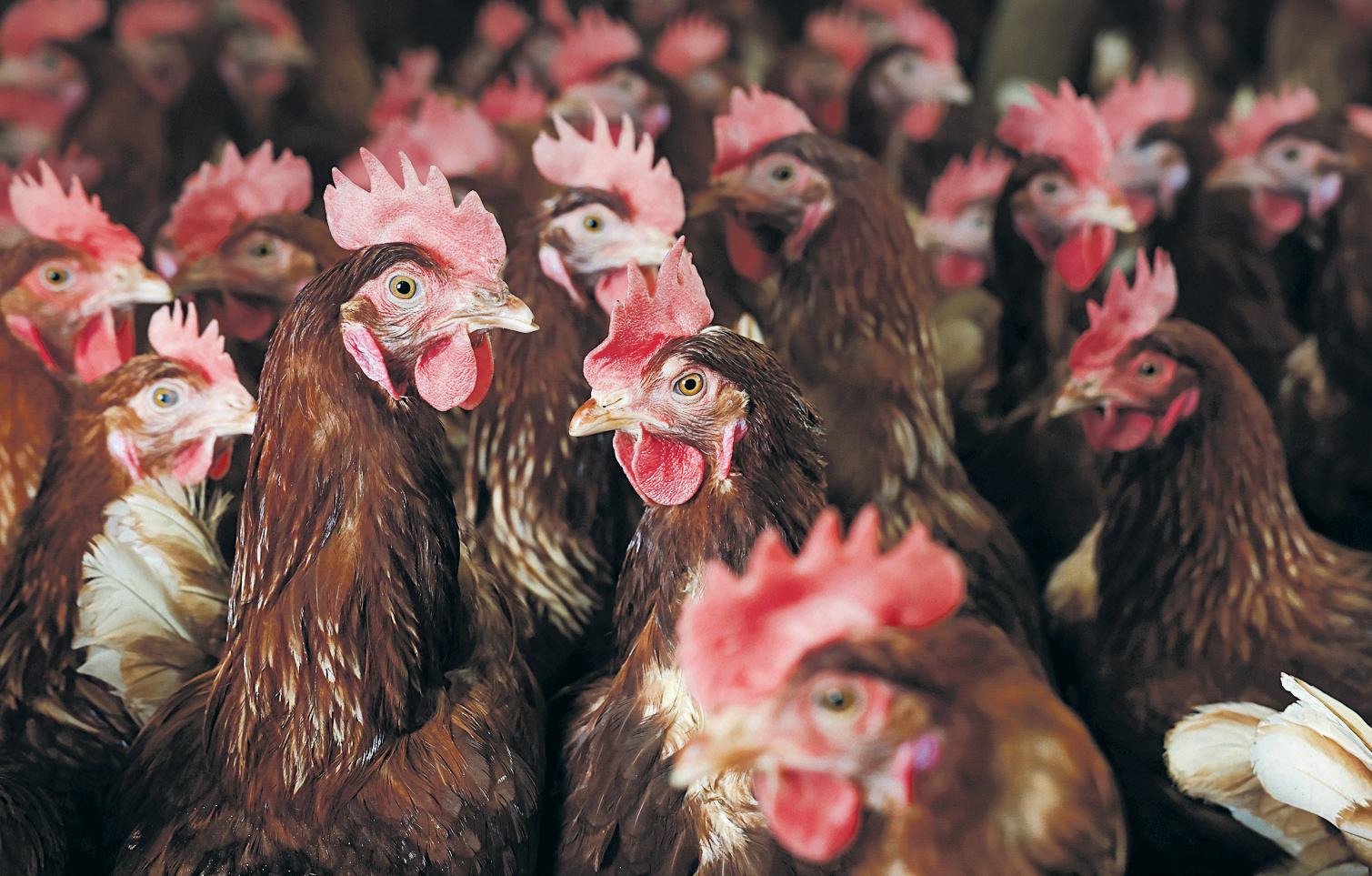 Chlorine-washed chicken 'may not be essential for a US-UK trade deal'