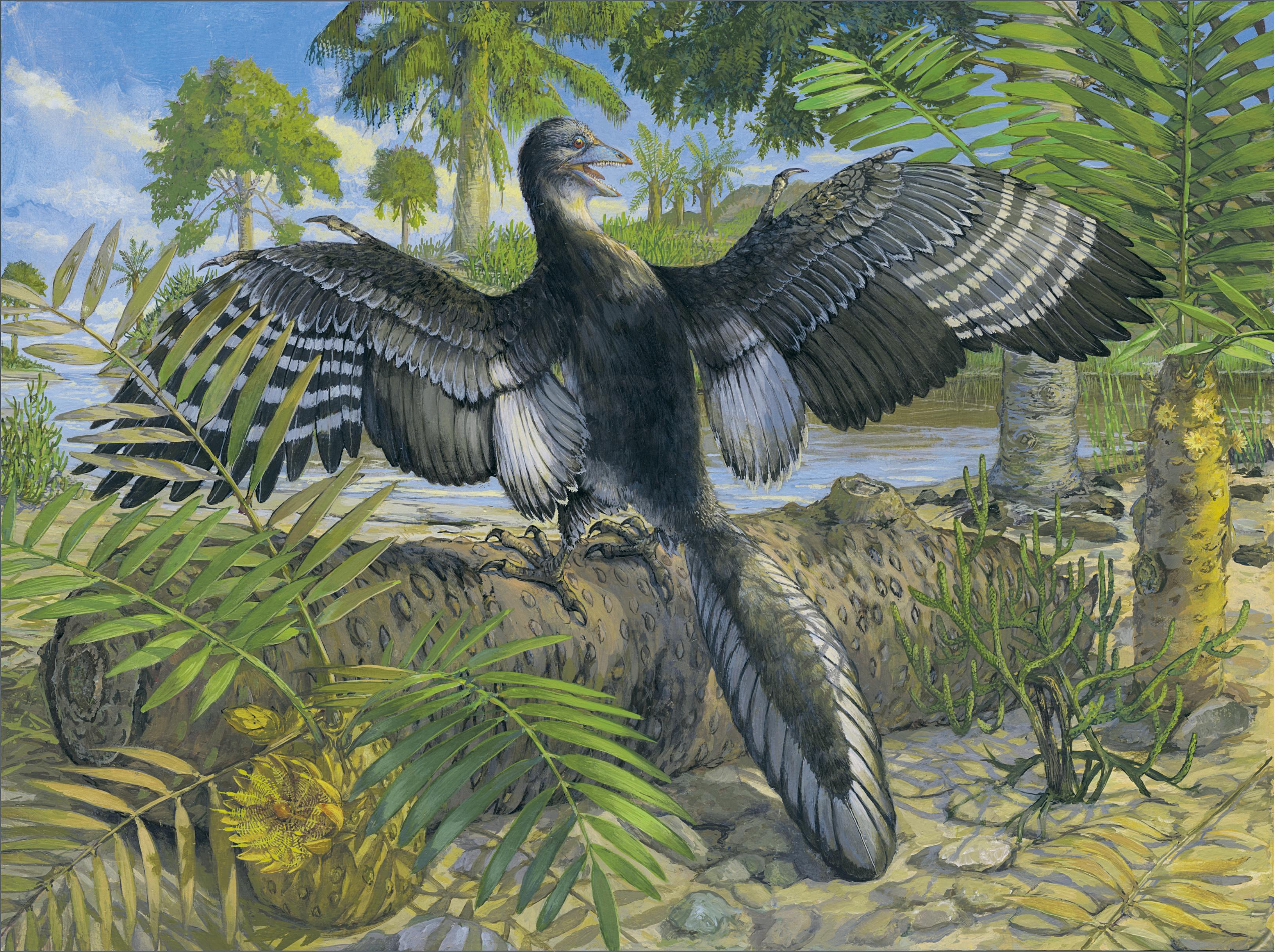 Fossilised feathers suggest how earliest birds took wing