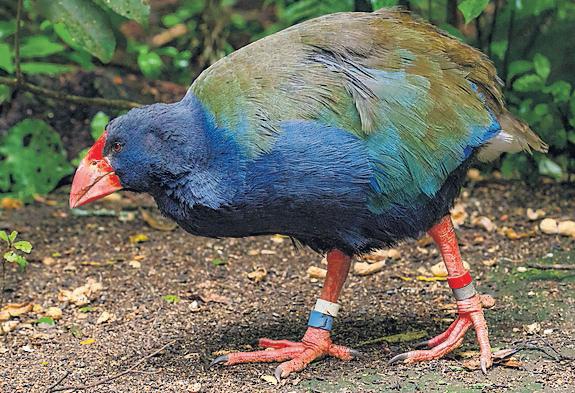 Rare species filmed fighting each other in New Zealand