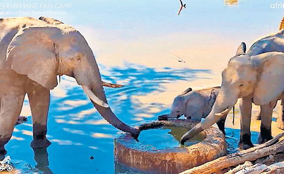 Animal magic
