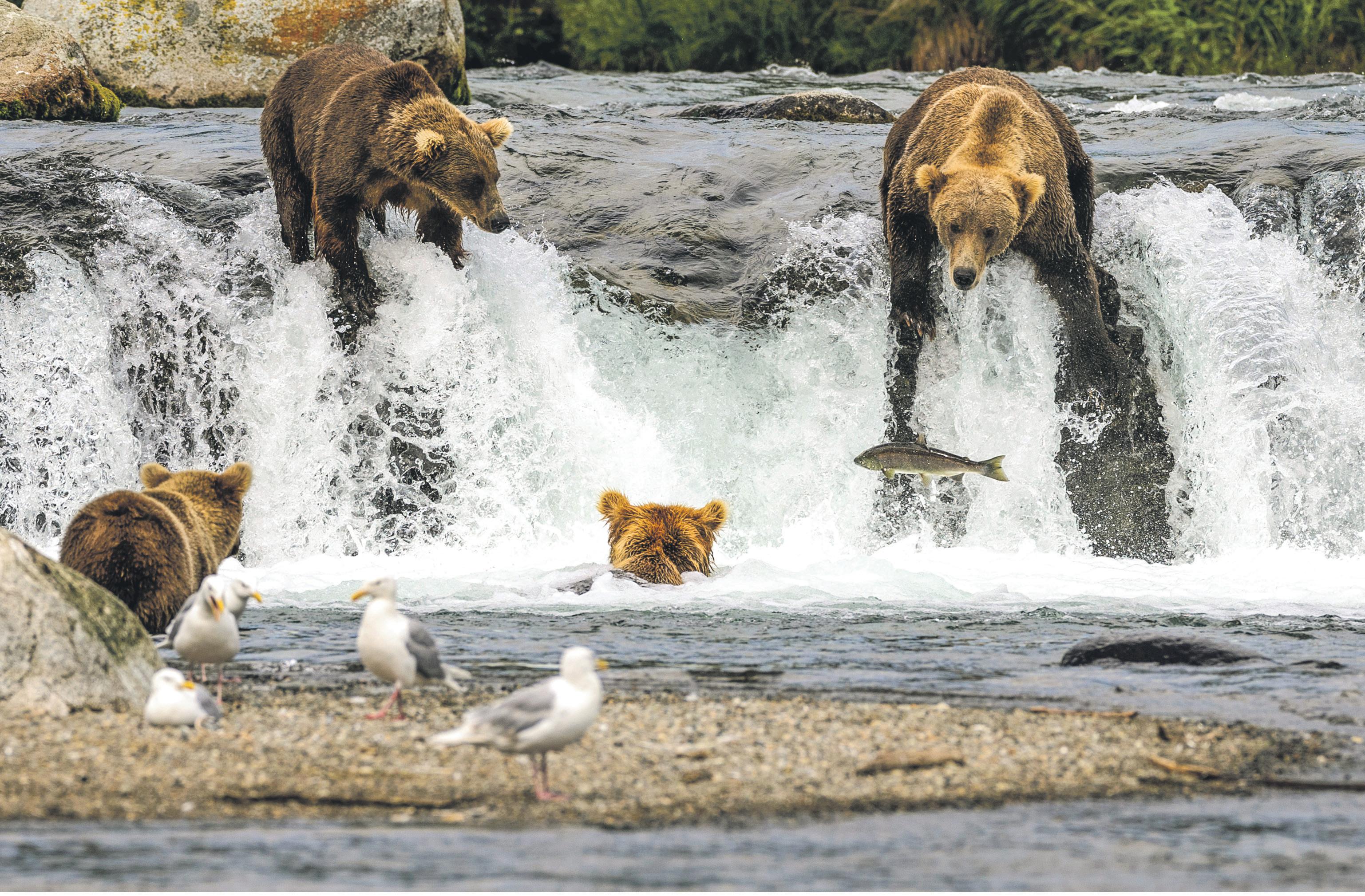 Life streams Webcams of the natural world provide solace and connection