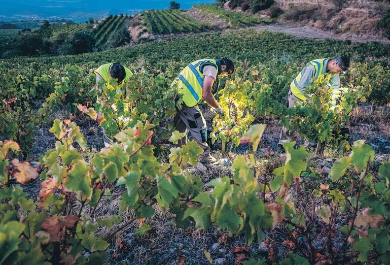 Top winemaker says climate crisis may force it to abandon ancestral vineyards