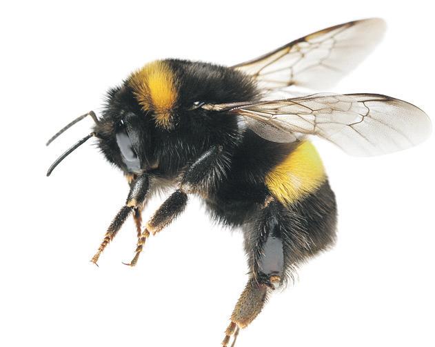 War and streetlamps among the biggest threats to bees, study finds