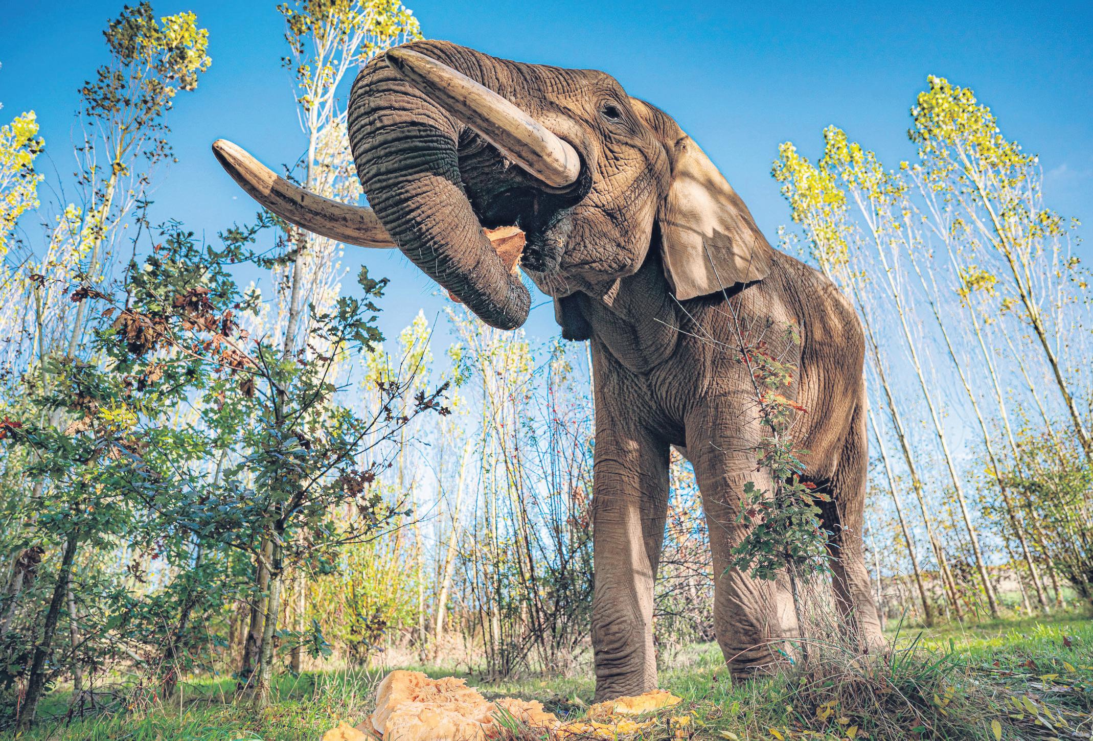 Long-Overdue Upgrade of Zoo Animal Welfare and Standards Unveiled