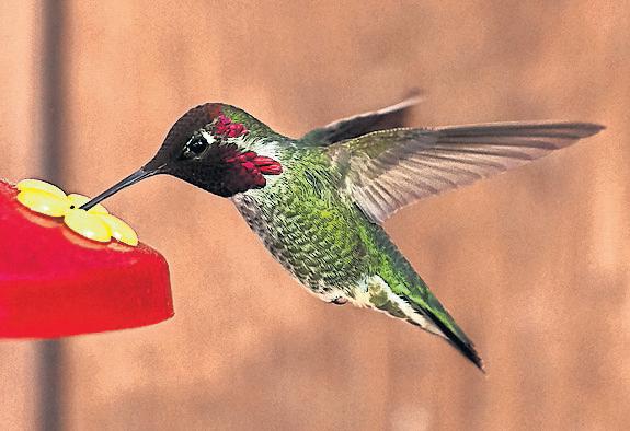 Hummingbird beaks 'have adapted to use human-made feeders'