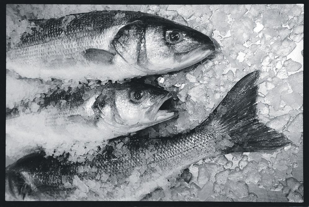 The hidden cost of our supermarket sea bass - and the effect it has on Senegal