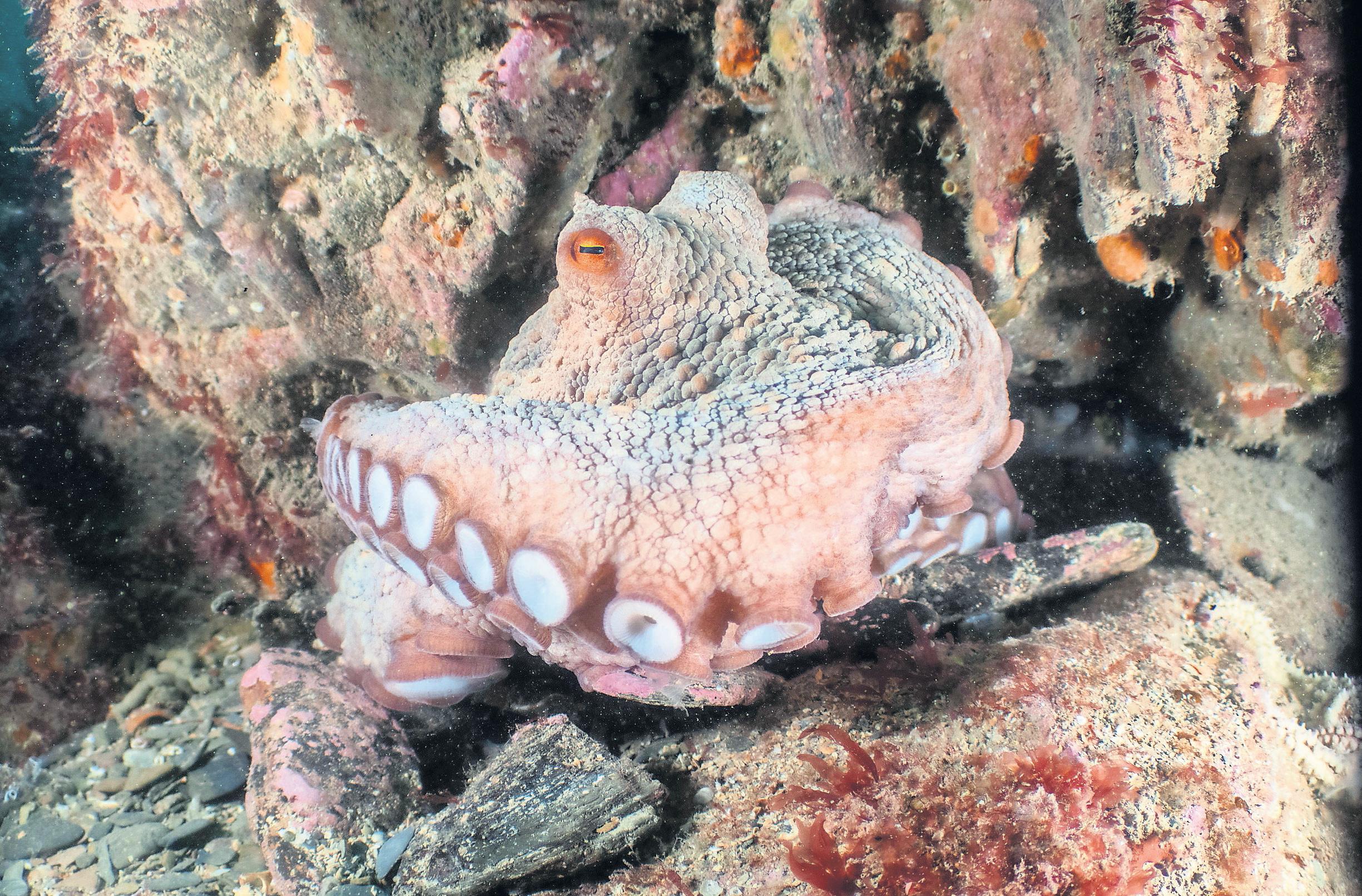 The seabed is full of them': heatwave brings octopus influx to English waters