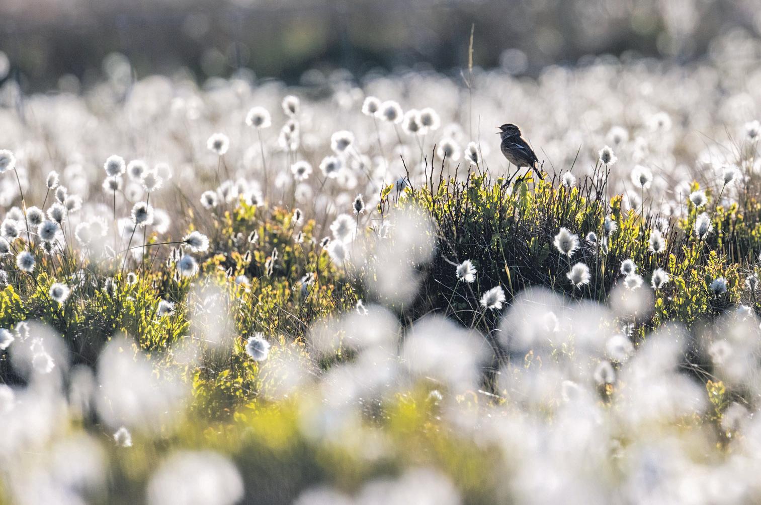 'Ghost woods' Rewilders and farmers bring landscape back to life