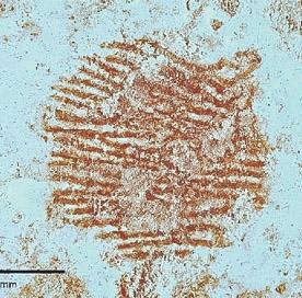 Fingerprint on face-like pebble evidence that Neanderthals created art