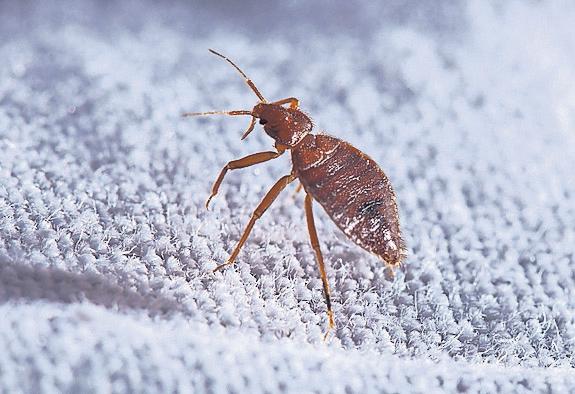 Up to scratch: how city life has fuelled the rise of the bedbug