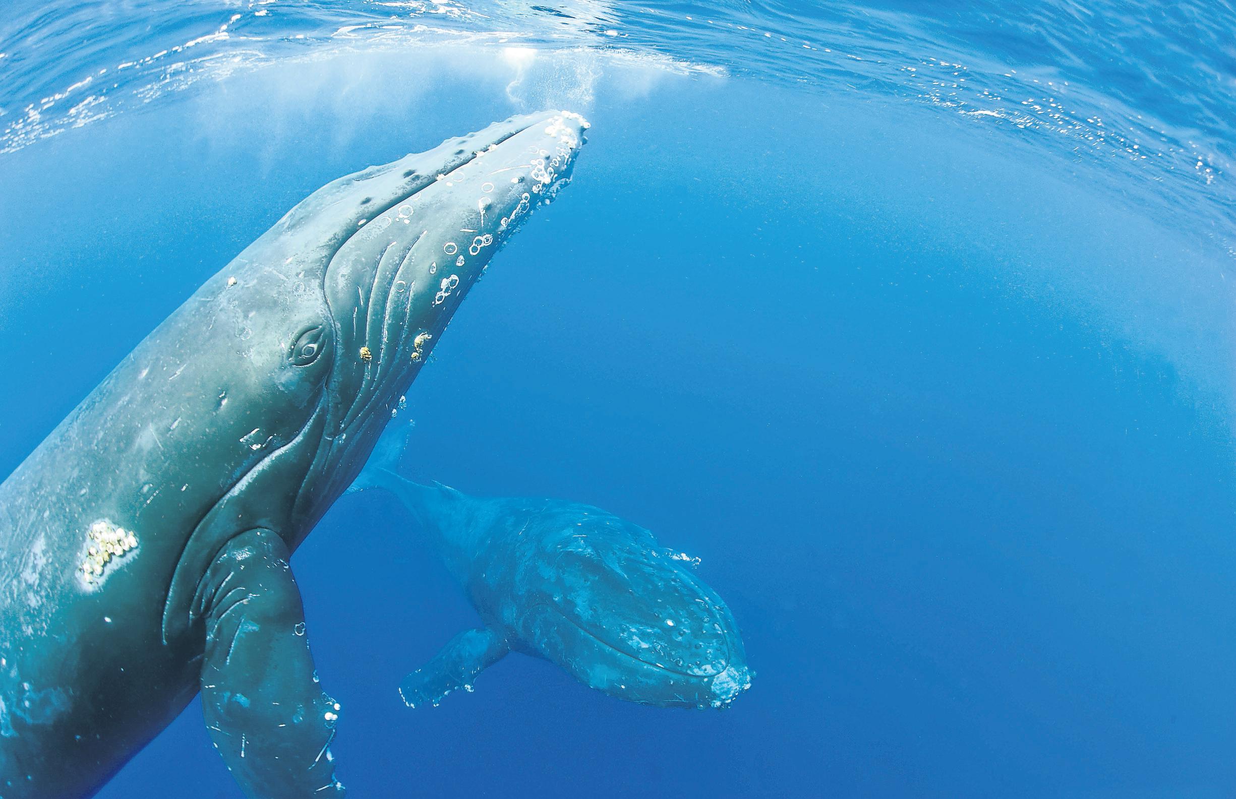 Darkening of the oceans: a severe threat to marine life, say scientists