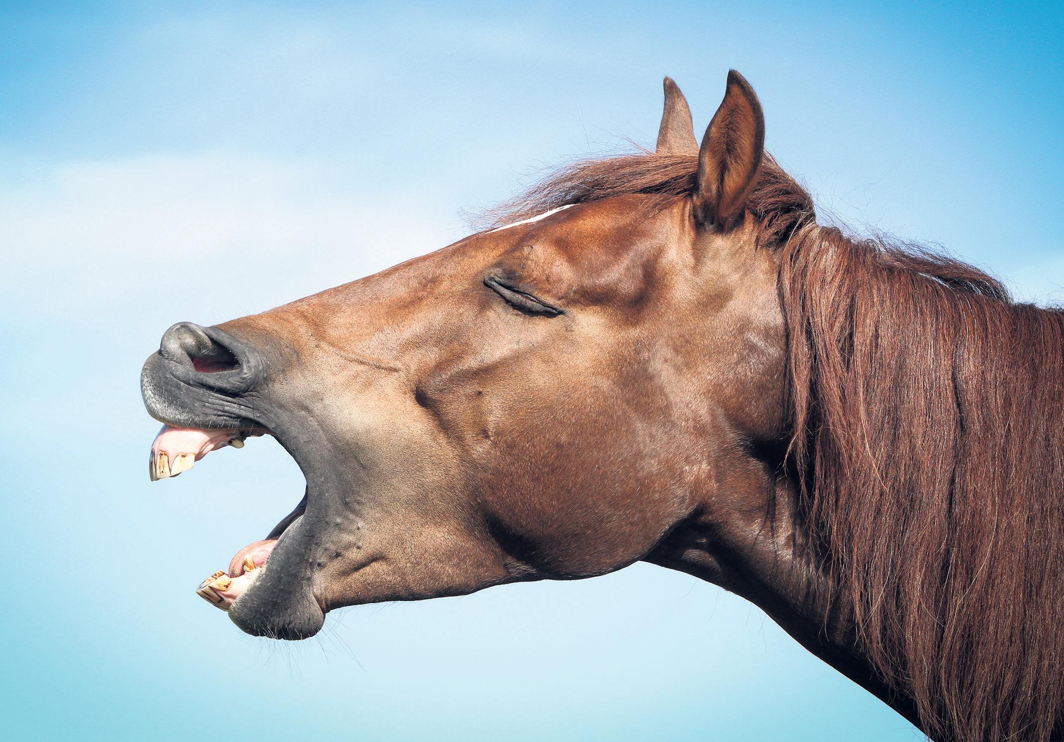 Not just a long face: horses have 'complex repertoire' of expressions, study finds