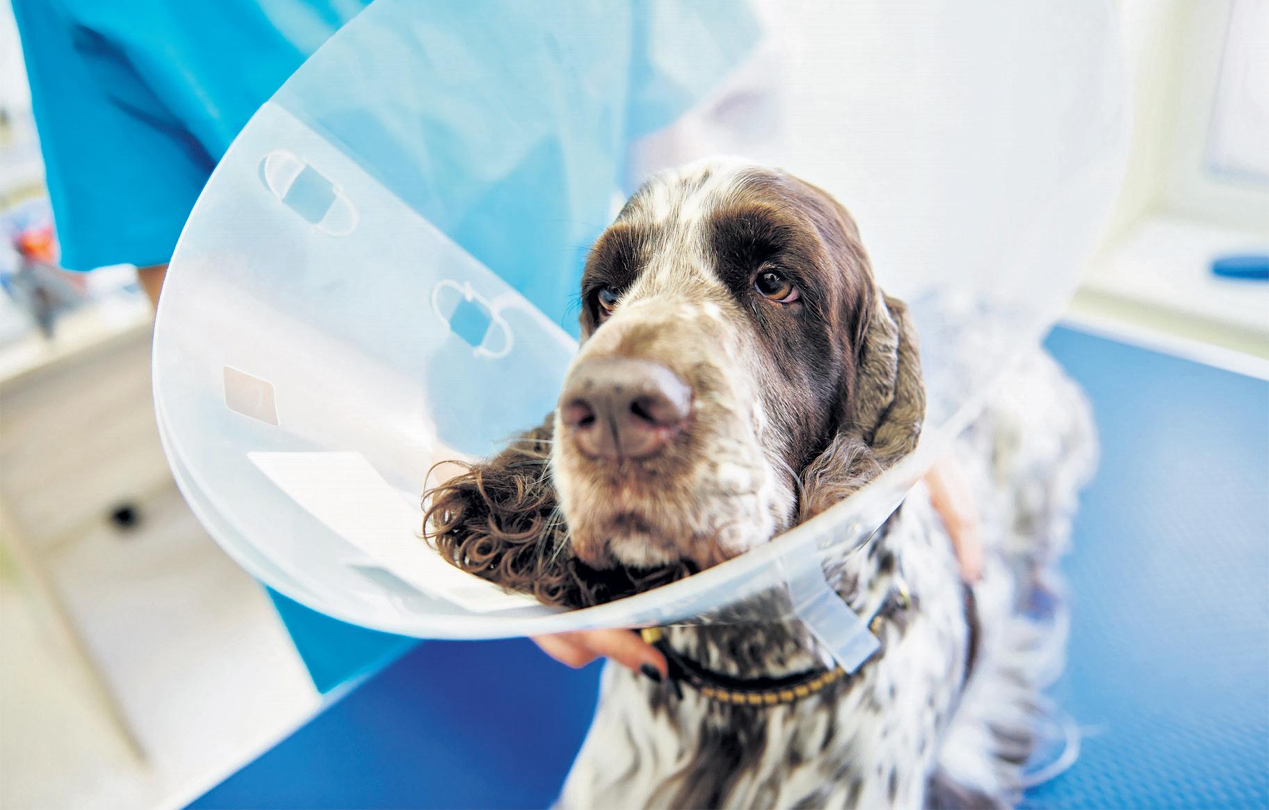 Veterinary complaints process 'is letting down pet owners'
