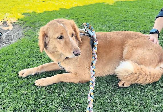 'What a girl!' Dog rescued off island after 100-mile trek