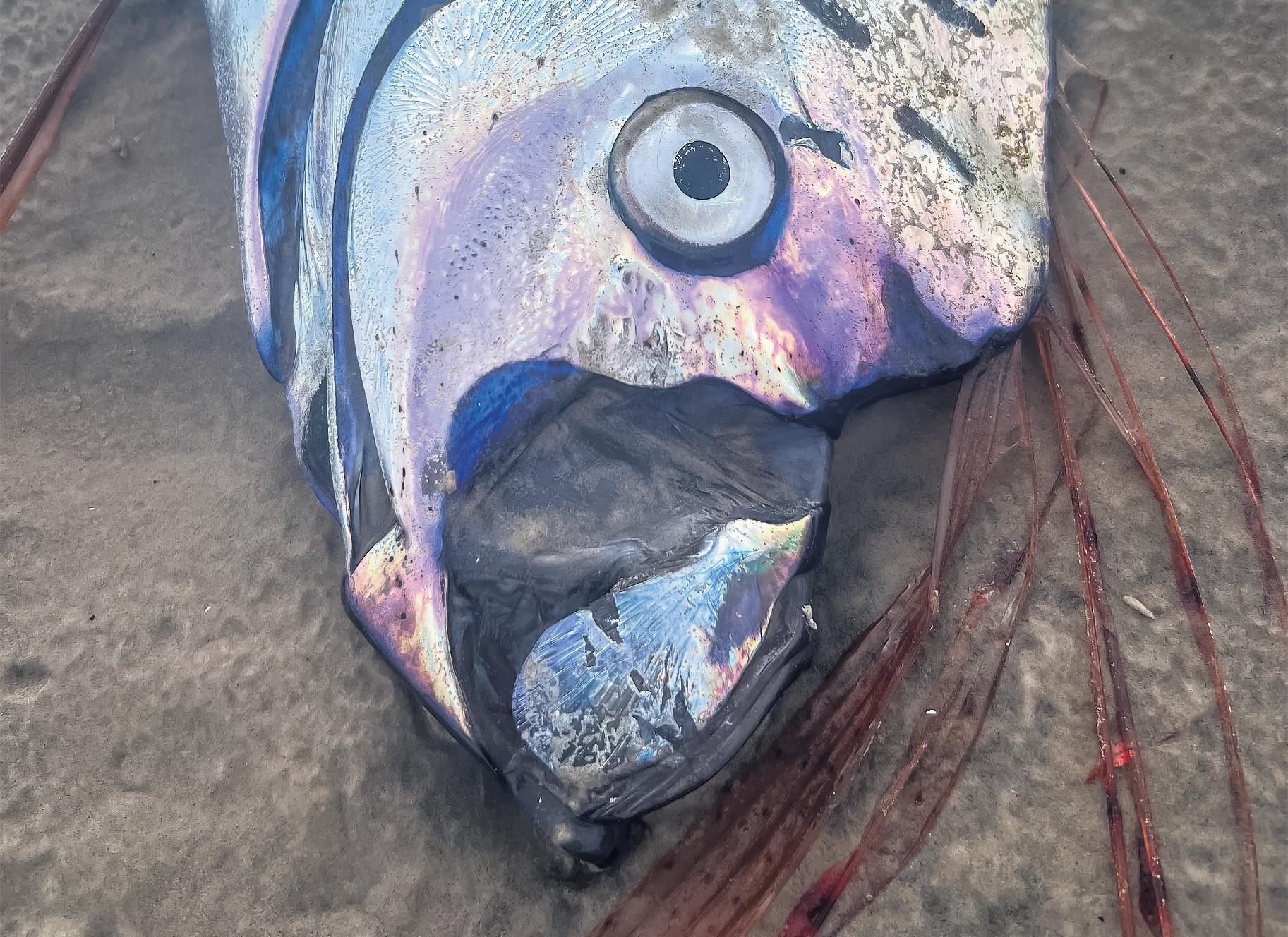 Rarely seen 'doomsday' oarfish found washed up in Tasmania