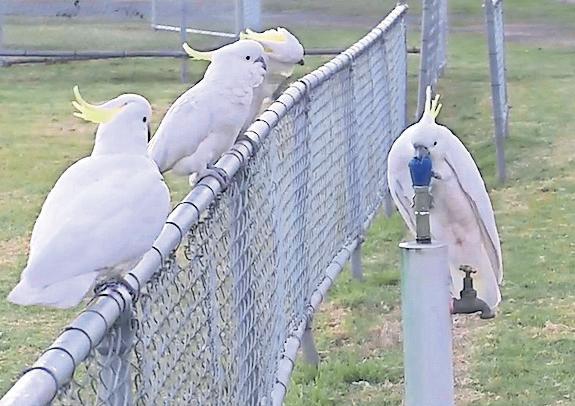 Drinks all round! Sydney cockatoos learn to use public water fountains