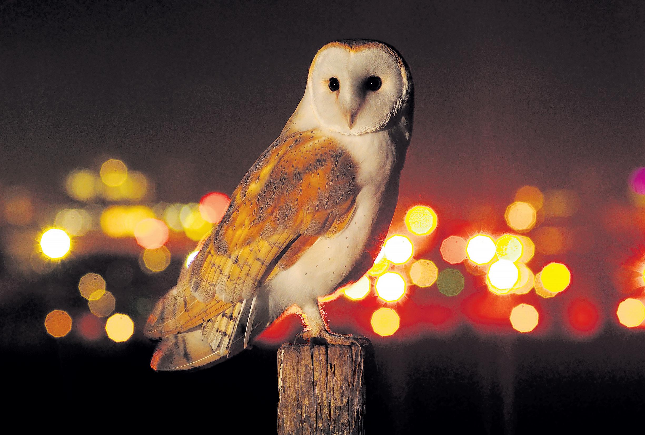 What a hoot! Joy as owl sightings rise across London