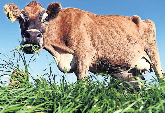 New Zealanders turn to home churning as butter prices soar