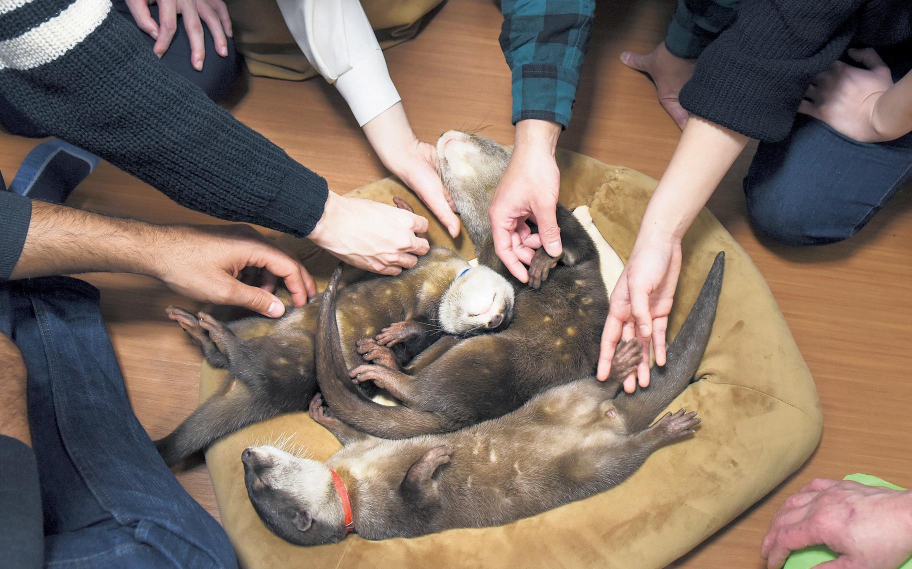 Too Cute for Their Own Good: How Japan's Pet Cafes May Be Driving Illegal Otter Trade