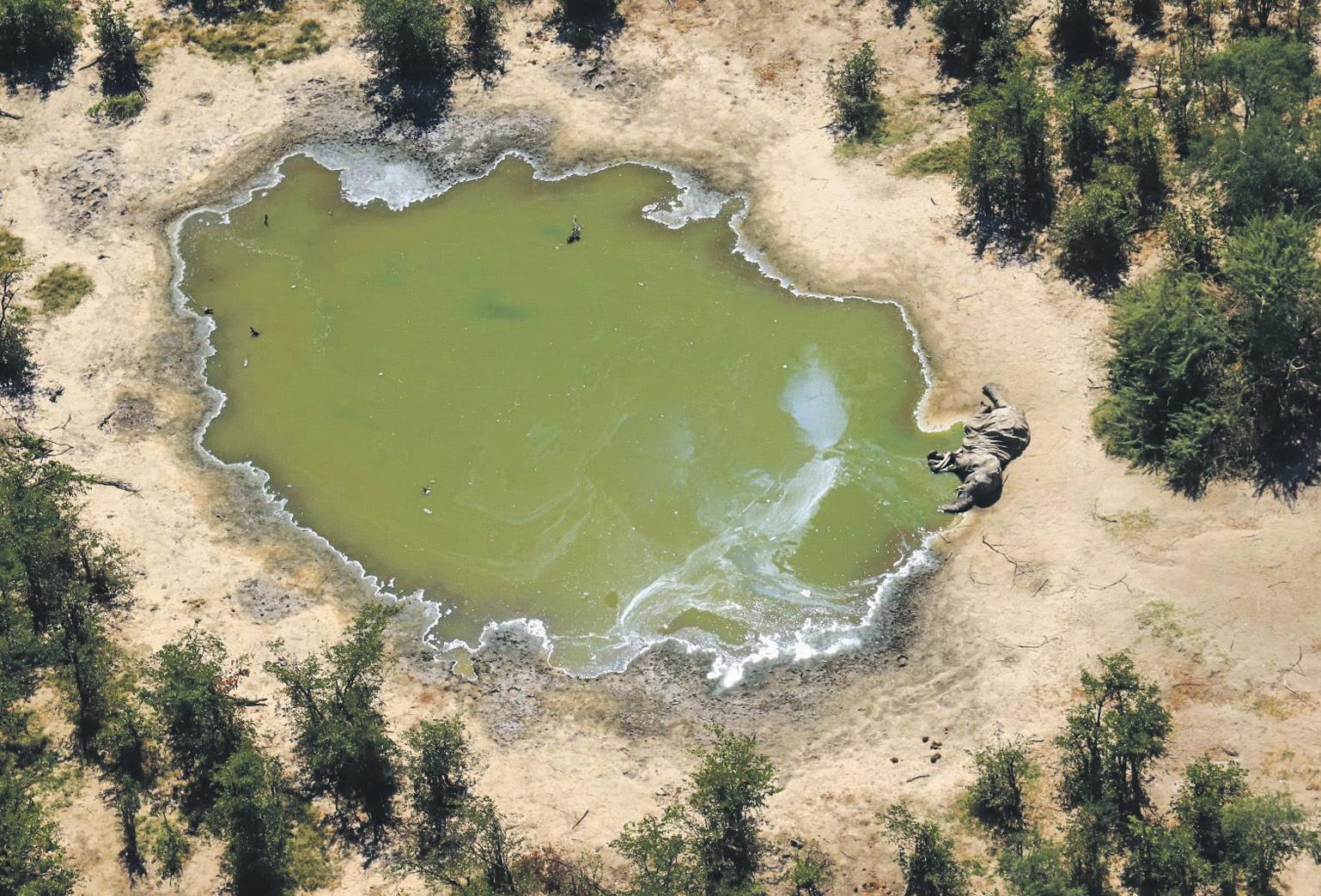 It's Getting Worse' Elephants Join the Victims of Rise in Toxic Algal Blooms