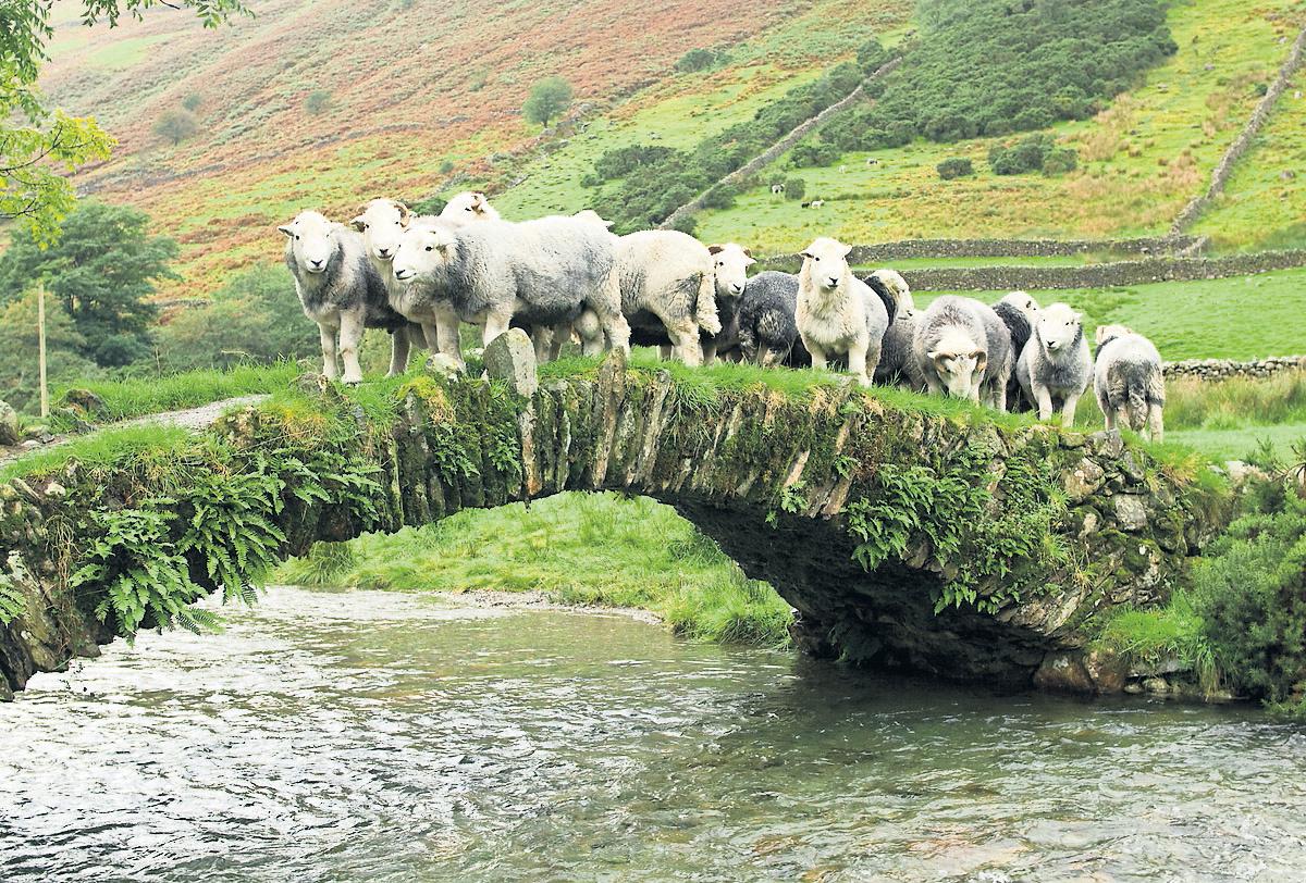 Lake District should lose its Unesco world heritage status, say campaigners