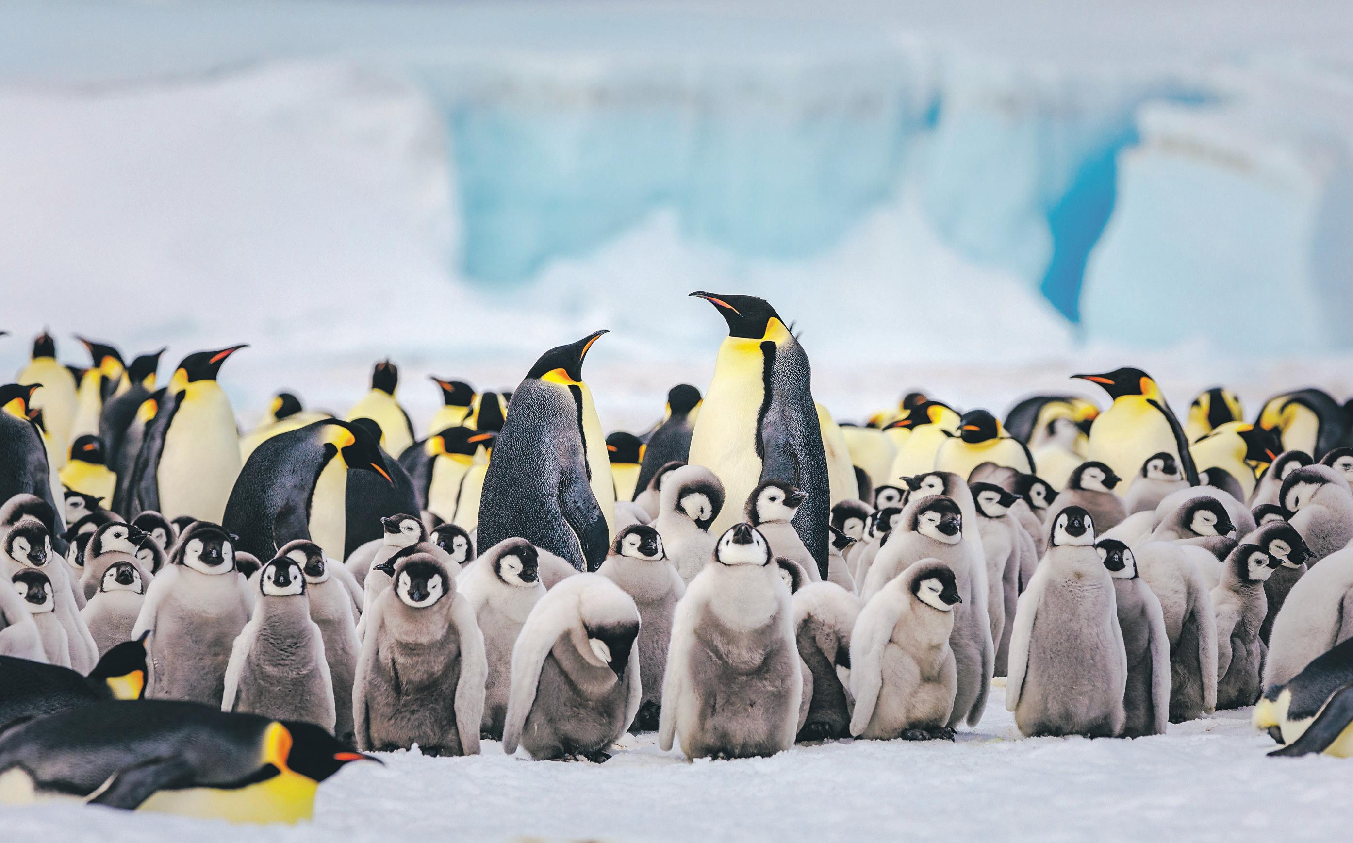 It's everyone's concern' Plan for Antarctica to get legal 'personhood' gains traction