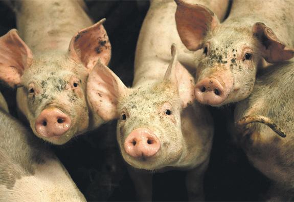 US-style megafarms are on the rise with 24,000 across Europe
