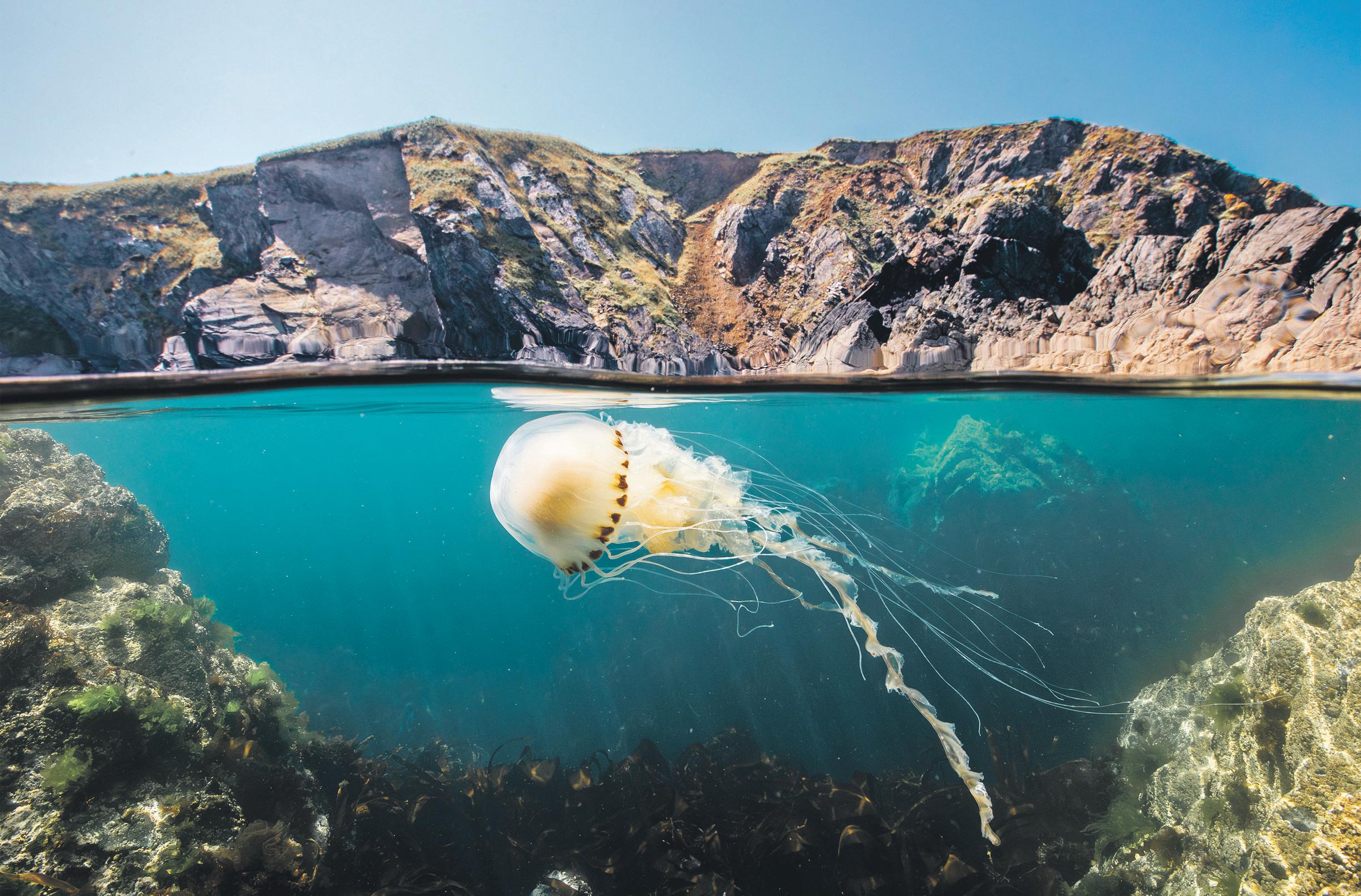 Seas the day Oceans at risk have 'crucial moment' at UN summit