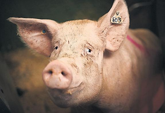 Call for ban after footage shows stressed sows in farrowing pens