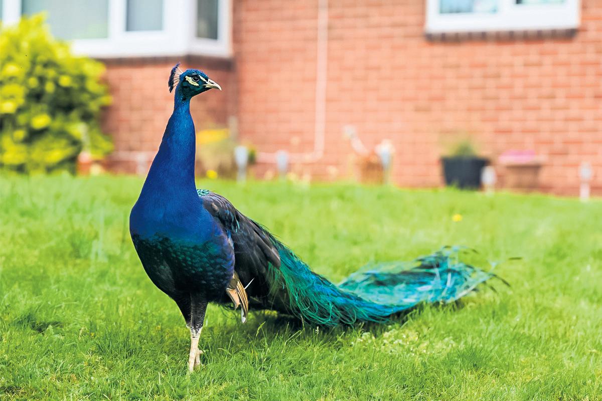 Pride and prejudice: roaming peacocks split opinion in village