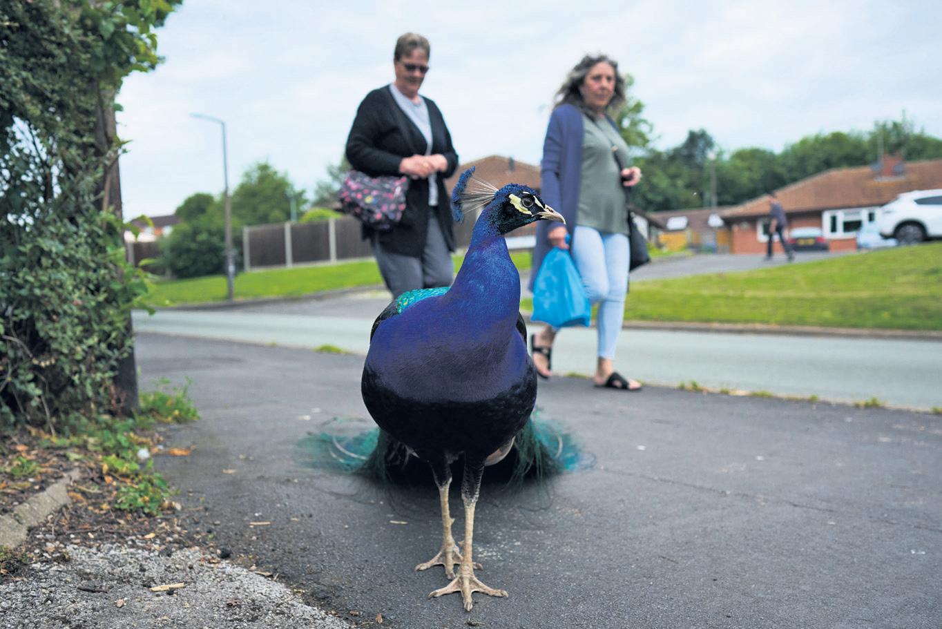 Pride and prejudice: roaming peacocks split opinion in village