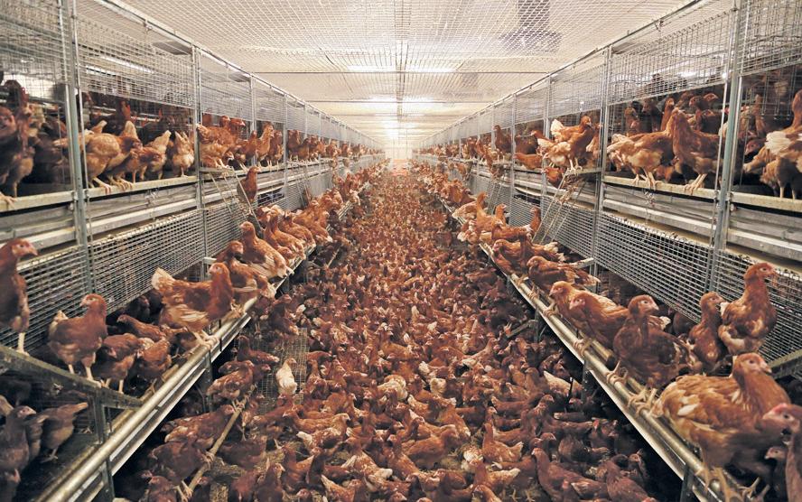 Farmers Gulf trade deal 'could let low-welfare meat into UK'
