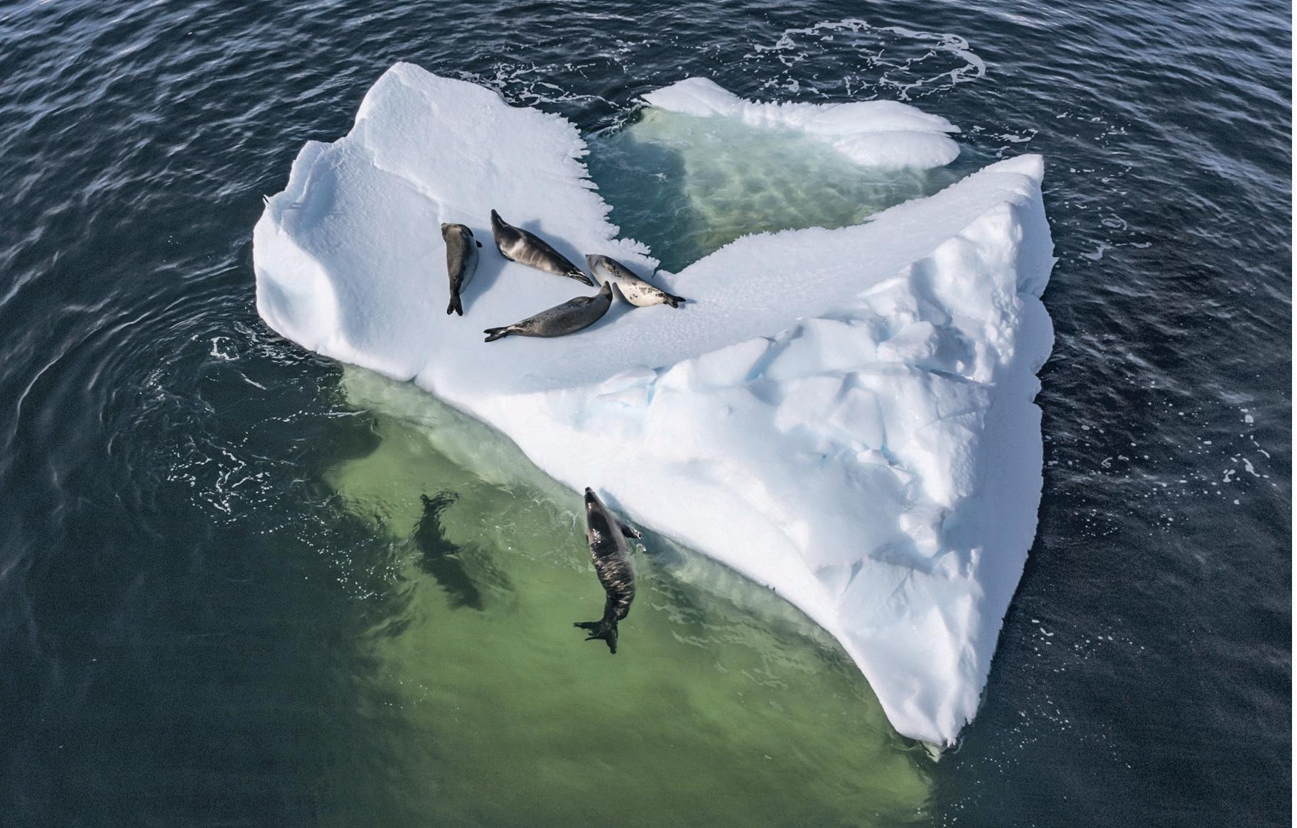 Seal numbers drop as sea ice in Antarctica melts - study