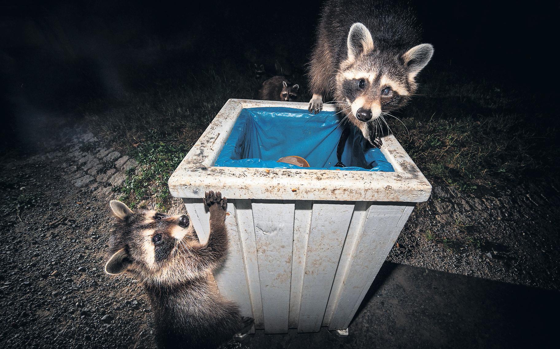 They're the chiefs' Racoons take over German city - and are headed west