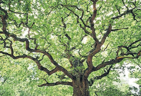 Long day's journey: celestial shift may mark a high for trees
