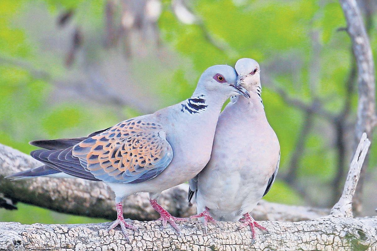 Release of turtle doves aims to revive 'sound of English summer'