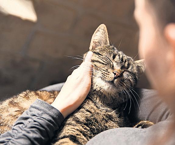 Police 'should be trained' in how abusers use pets to exert control