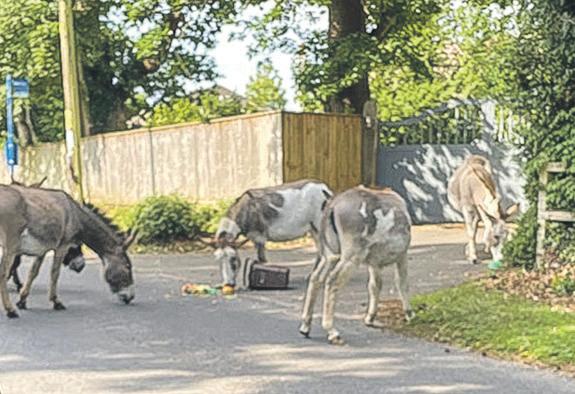 Food bin row in New Forest as donkeys raid scraps